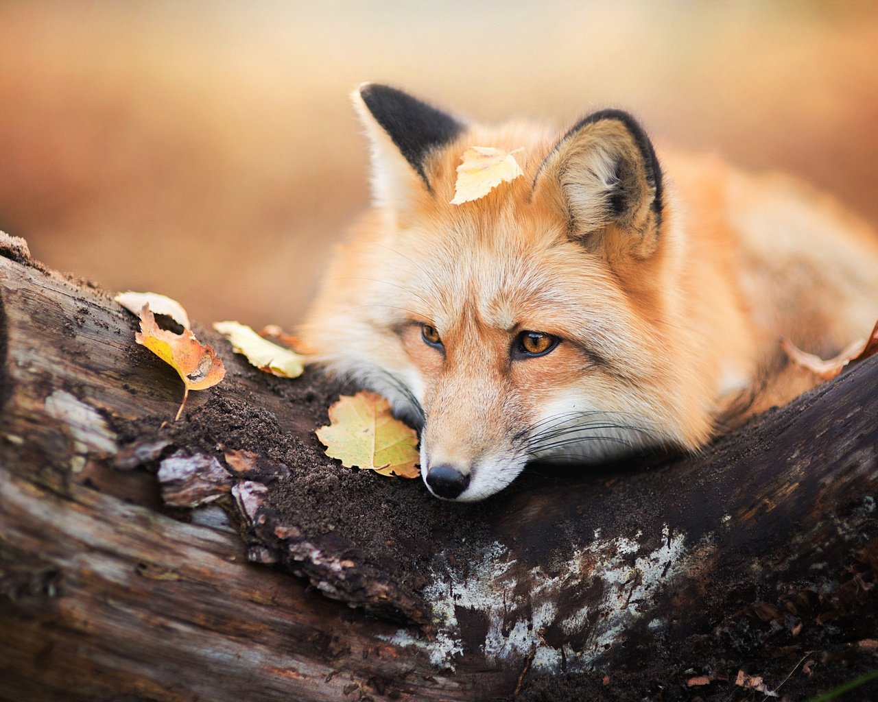 Обои дерево, листья, осень, лиса, лисица, животное, бревно, tree, leaves, autumn, fox, animal, log разрешение 2048x1367 Загрузить