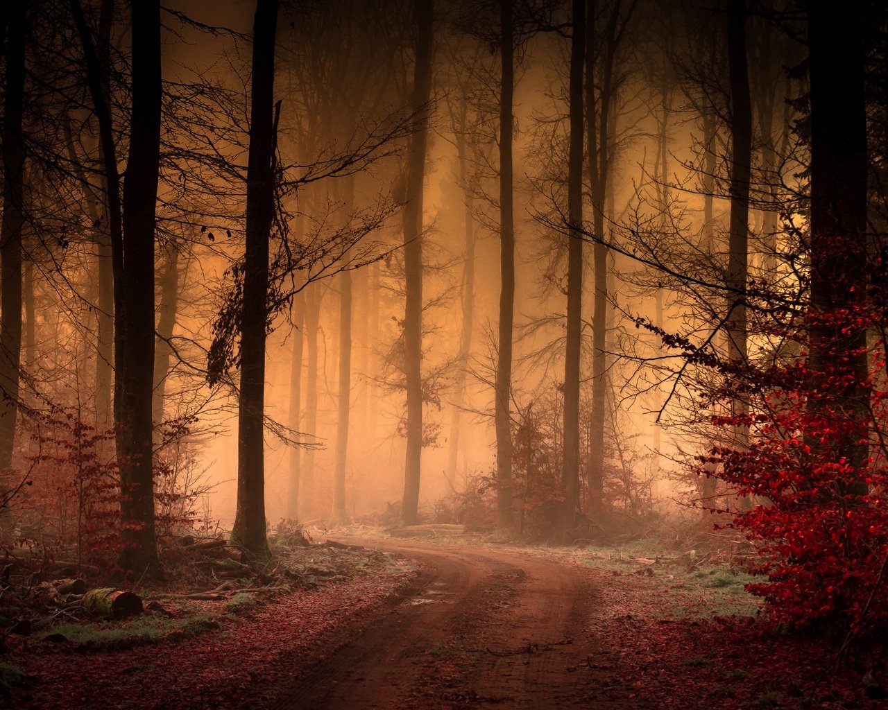 Обои дорога, деревья, лес, листья, туман, осень, road, trees, forest, leaves, fog, autumn разрешение 2560x1595 Загрузить