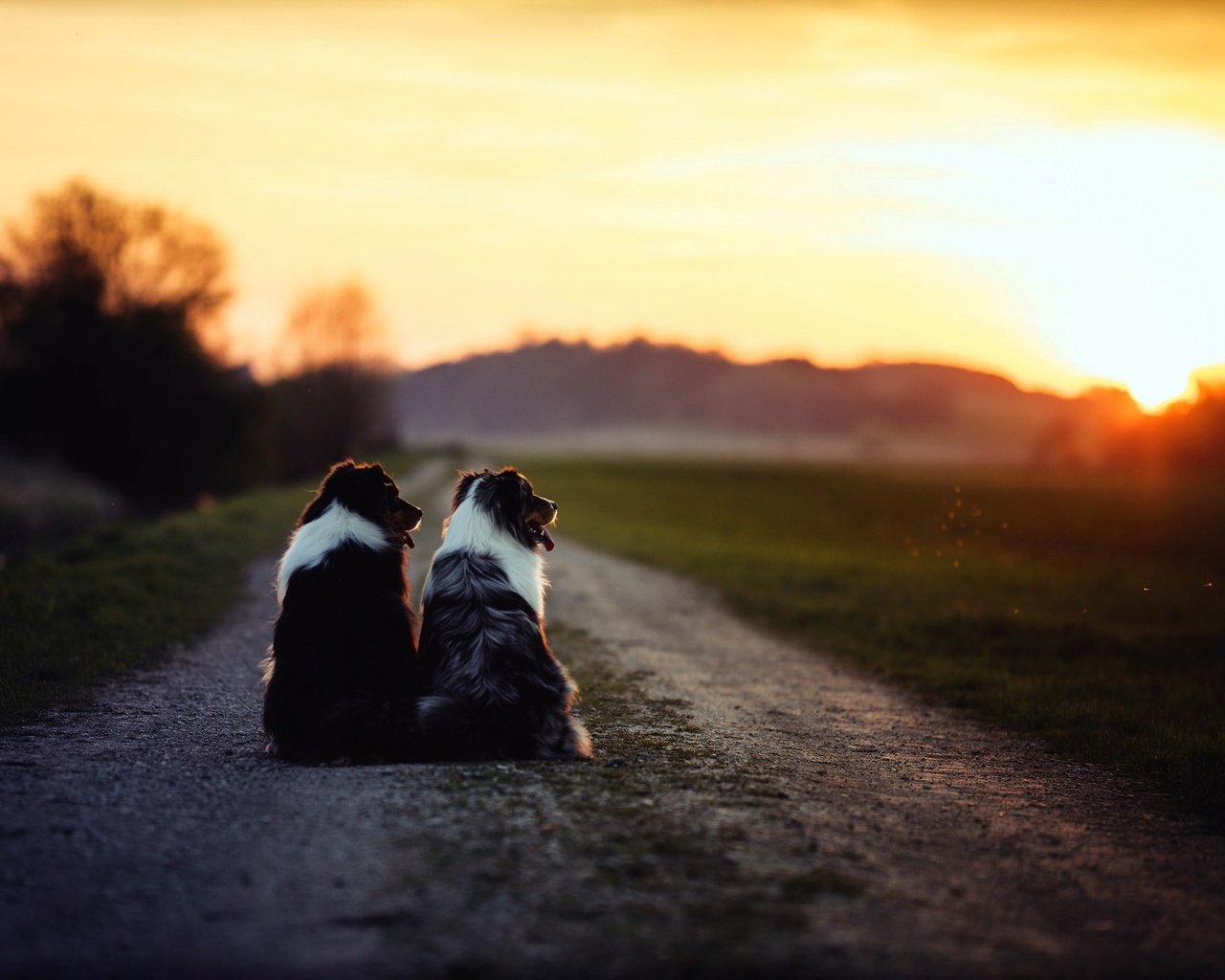 Обои дорога, утро, собаки, бордер-колли, road, morning, dogs, the border collie разрешение 2048x1365 Загрузить