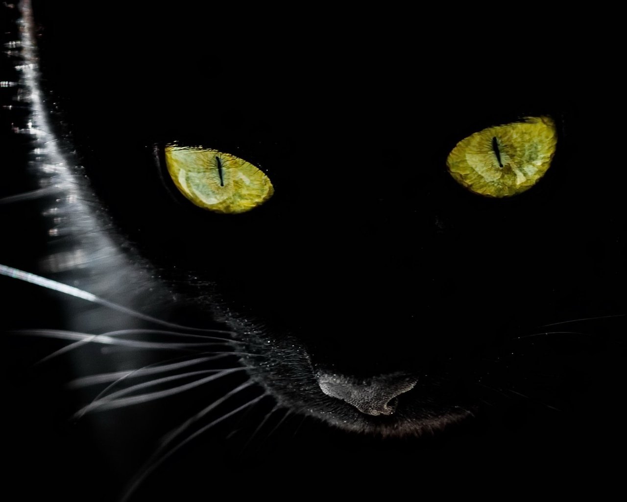 Обои глаза, фон, мордочка, усы, кошка, взгляд, желтые глаза, eyes, background, muzzle, mustache, cat, look, yellow eyes разрешение 2048x1278 Загрузить