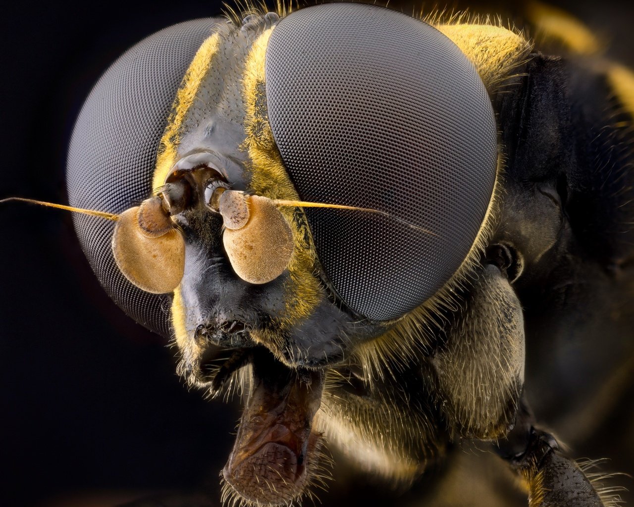 Обои глаза, макро, насекомое, муха, волосики, eyes, macro, insect, fly, hairs разрешение 2555x1600 Загрузить