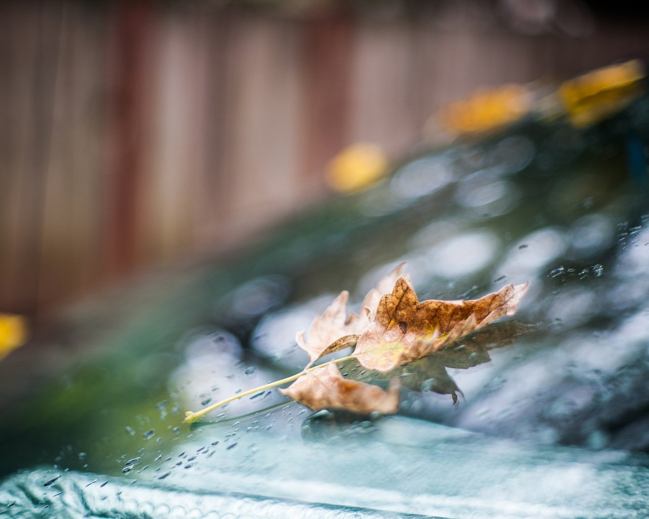 Обои капли, осень, лист, дождь, стекло, боке, drops, autumn, sheet, rain, glass, bokeh разрешение 2048x1365 Загрузить