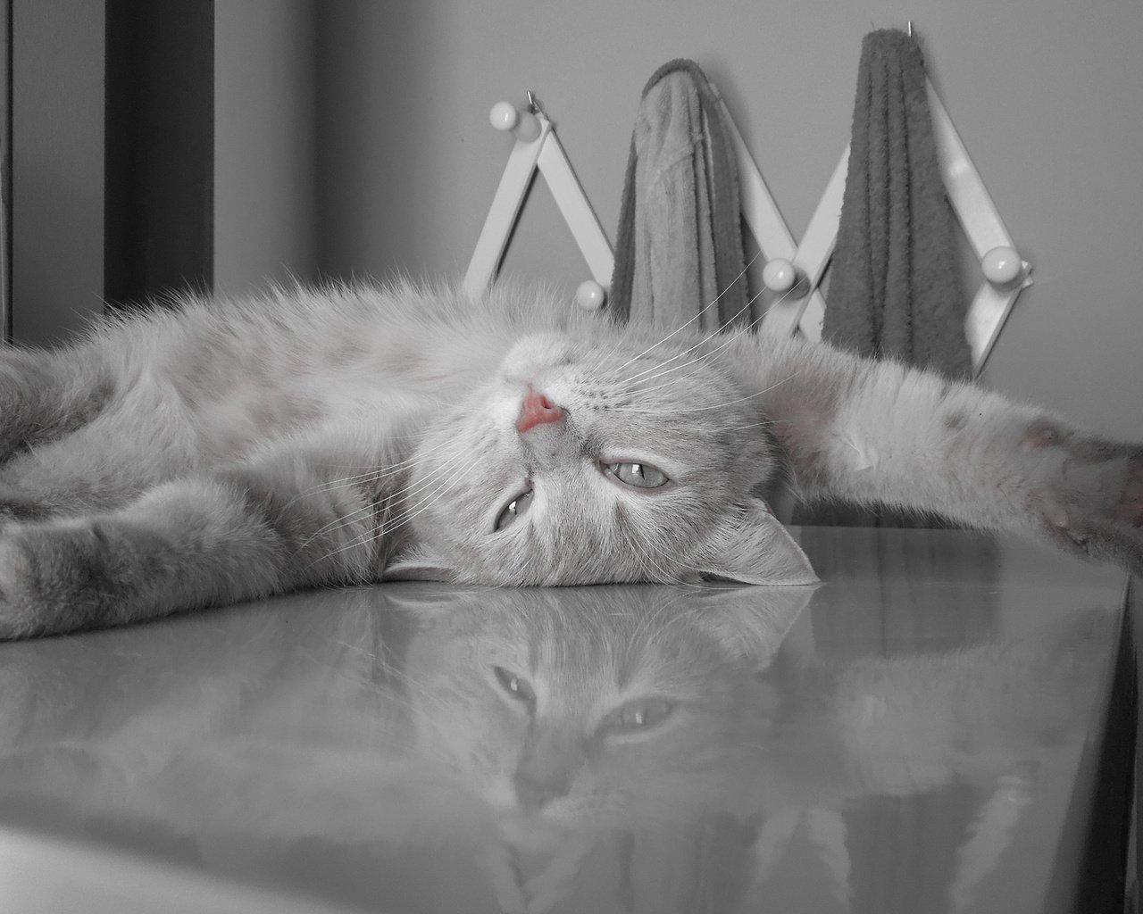 Обои кот, пушистый, серый, отдыхает, cat, fluffy, grey, resting разрешение 2560x1600 Загрузить