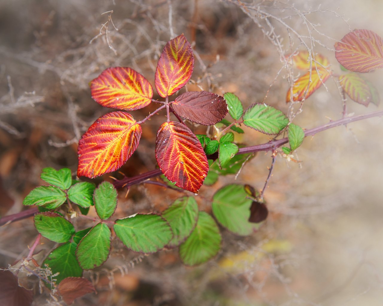 Обои природа, листья, макро, фон, краски, осень, паутина, веточки, nature, leaves, macro, background, paint, autumn, web, twigs разрешение 3000x2001 Загрузить