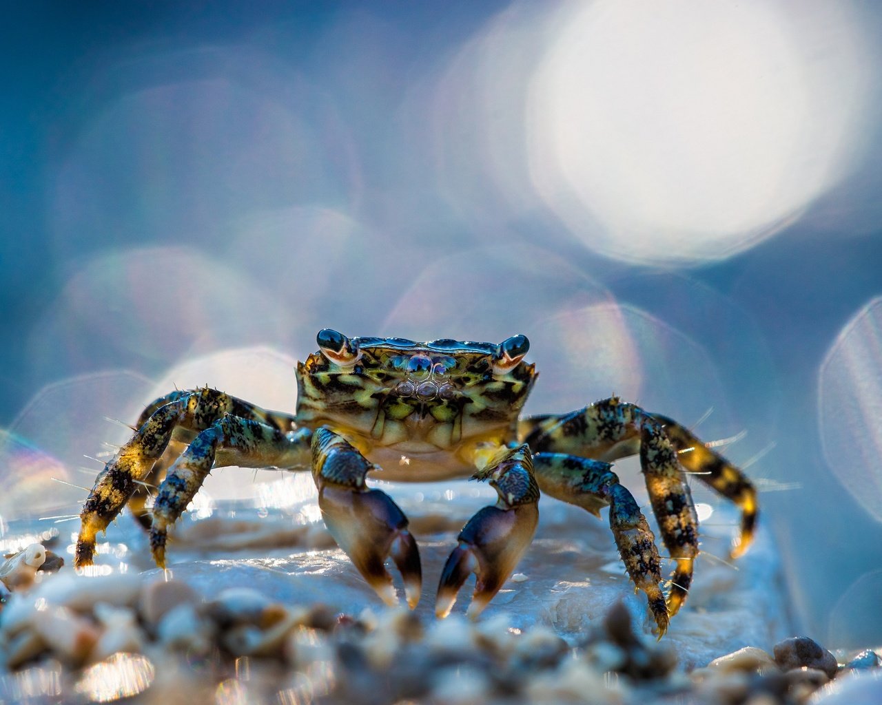 Обои макро, блики, краб, клешни, клещи, macro, glare, crab, claws, mites разрешение 2500x1667 Загрузить