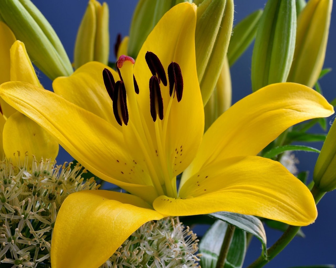 Обои цветы, макро, фон, лилии, желтые, flowers, macro, background, lily, yellow разрешение 1920x1200 Загрузить