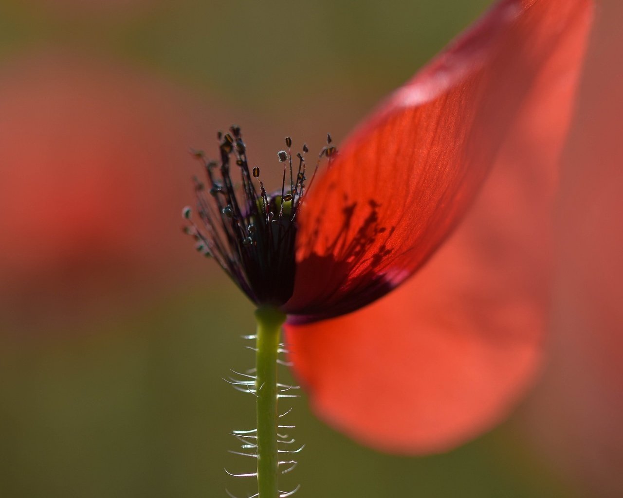 Обои макро, фон, цветок, лепестки, красный, мак, macro, background, flower, petals, red, mac разрешение 1953x1364 Загрузить