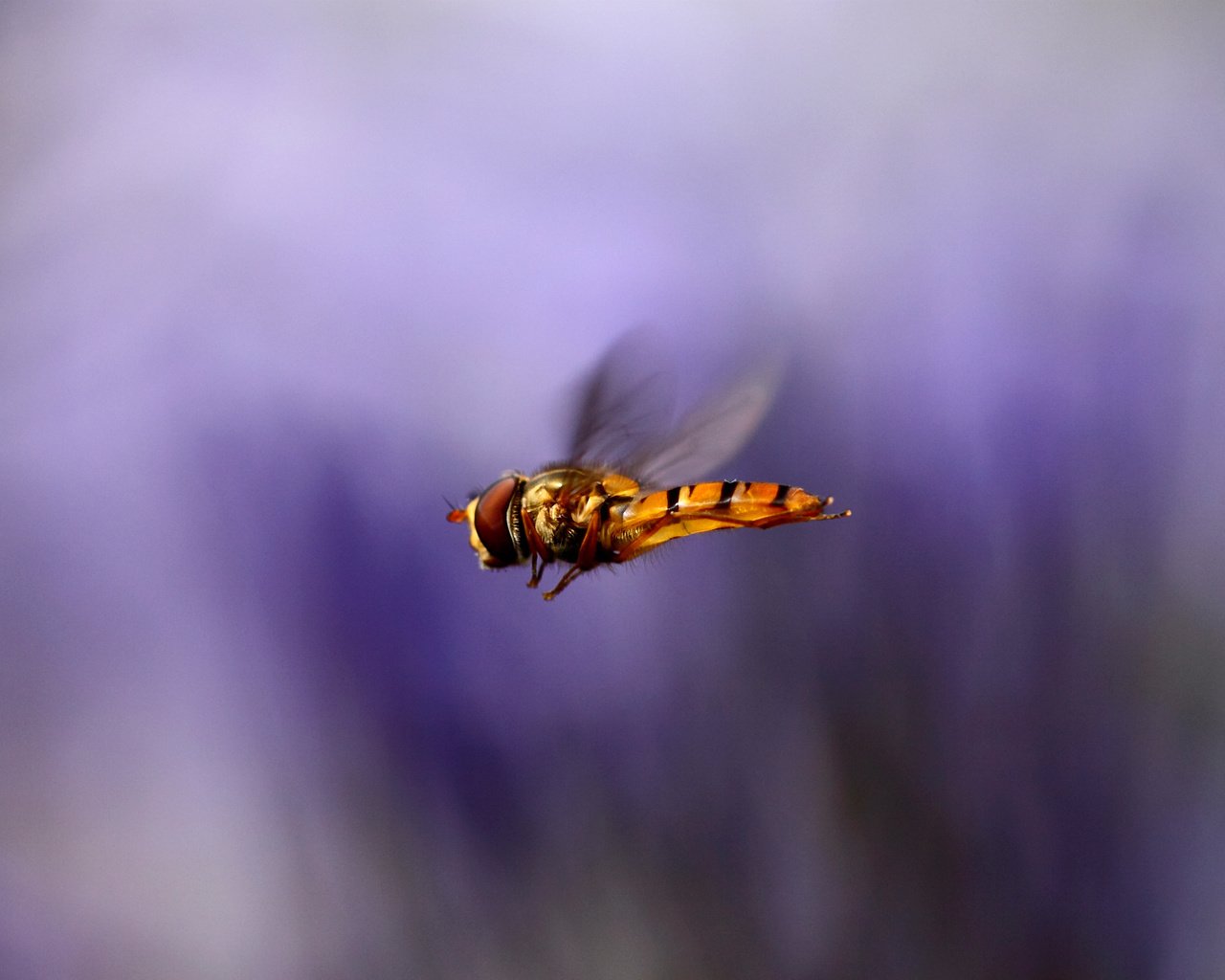 Обои макро, насекомое, полет, крылья, размытость, муха, macro, insect, flight, wings, blur, fly разрешение 2400x1600 Загрузить