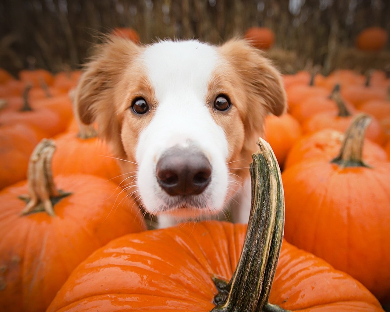 Обои морда, взгляд, собака, друг, тыквы, alicja zmysłowska, face, look, dog, each, pumpkin разрешение 1920x1080 Загрузить