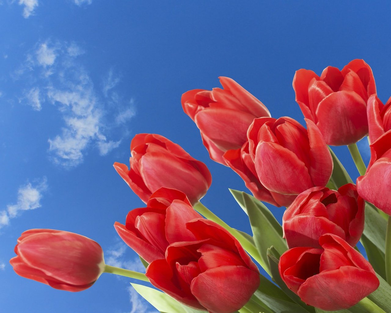 Обои небо, цветы, облака, весна, тюльпаны, the sky, flowers, clouds, spring, tulips разрешение 2560x1600 Загрузить
