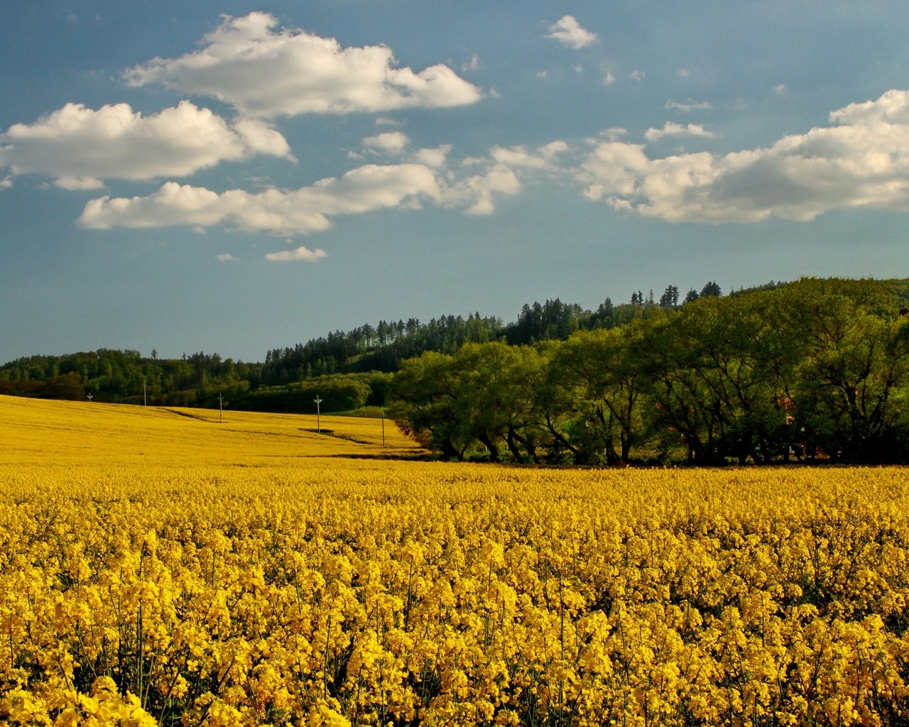 Обои небо, цветы, облака, деревья, поле, рапс, the sky, flowers, clouds, trees, field, rape разрешение 2700x1800 Загрузить