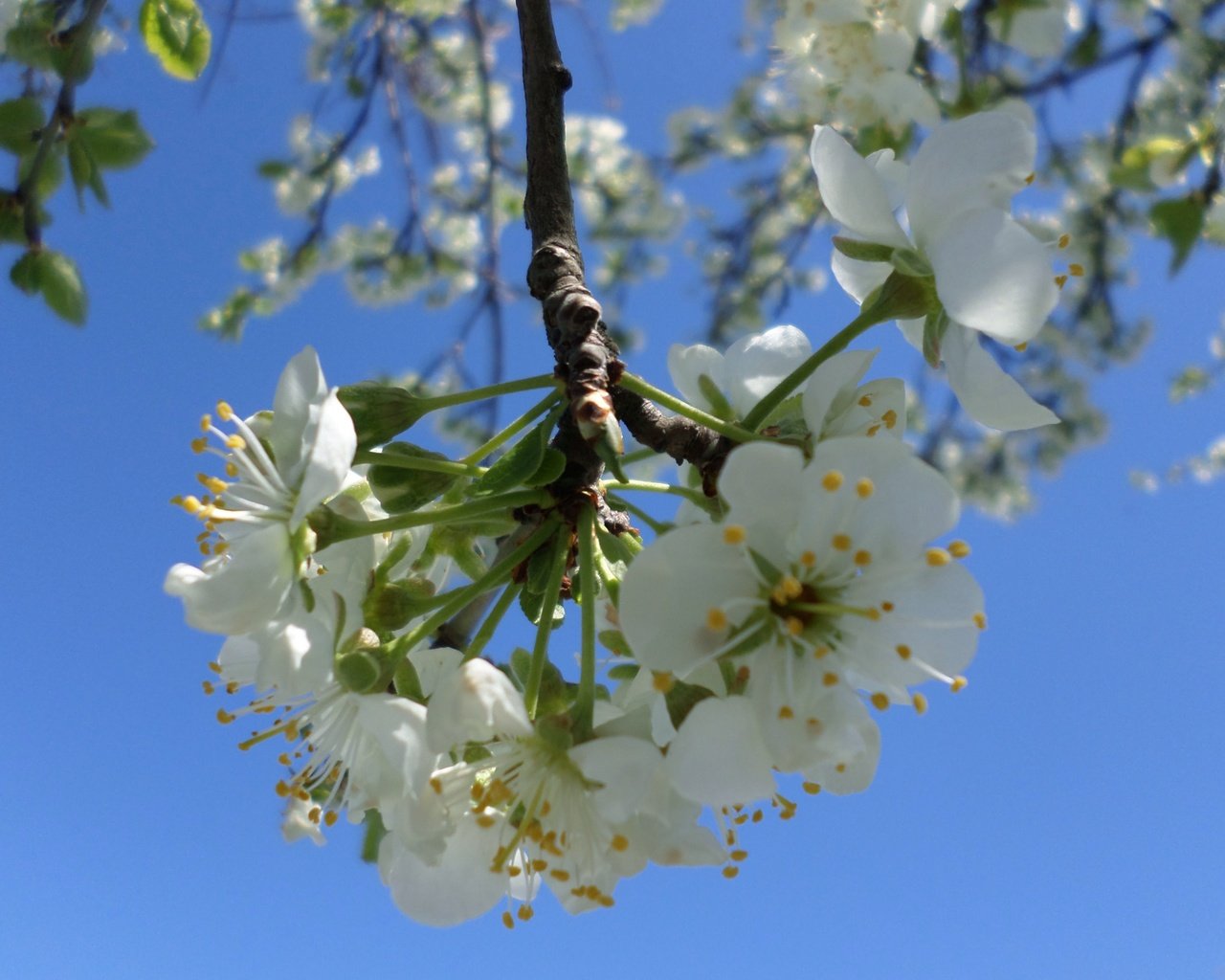 Обои небо, ветка, цветение, весна, слива, the sky, branch, flowering, spring, drain разрешение 4119x3089 Загрузить