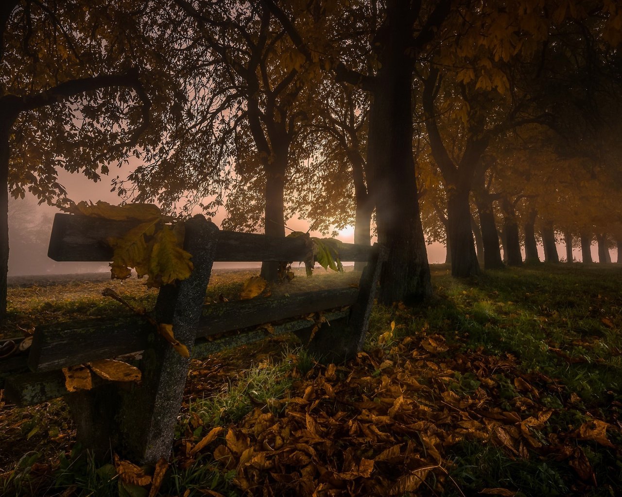 Обои ночь, деревья, листья, туман, осень, скамья, night, trees, leaves, fog, autumn, bench разрешение 2048x1152 Загрузить