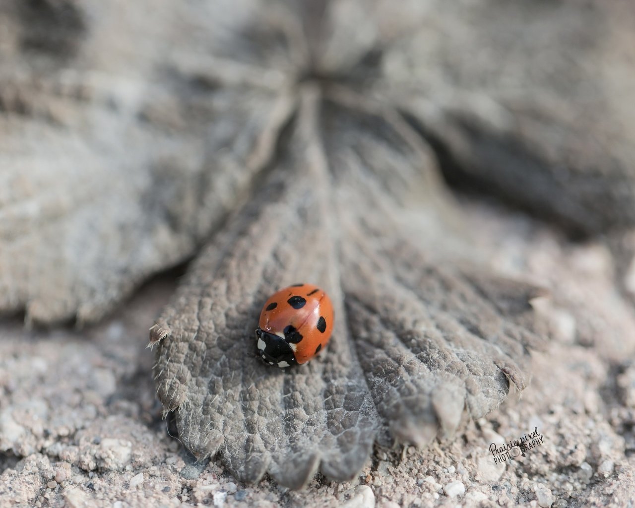 Обои природа, насекомое, лист, божья коровка, nature, insect, sheet, ladybug разрешение 2560x1622 Загрузить