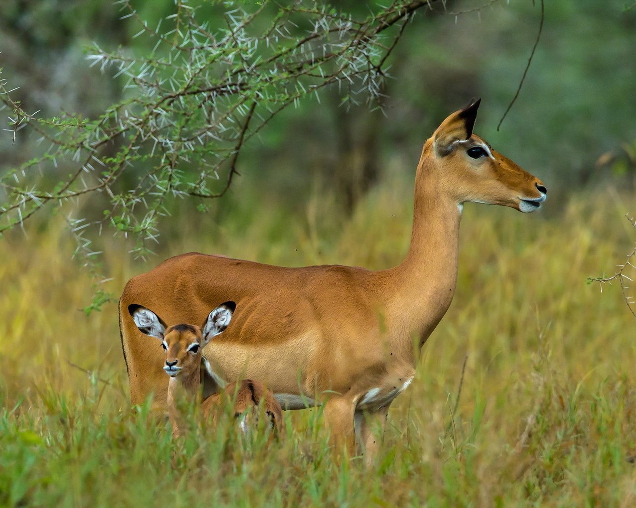 Обои ребенок, серенгети, мать, антилопы, танзания, child, serengeti, mother, antelope, tanzania разрешение 1920x1200 Загрузить