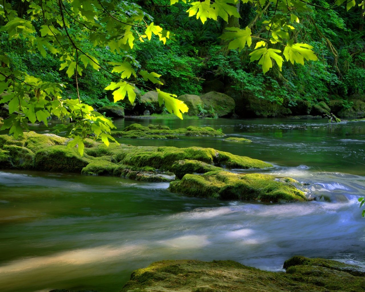 Обои река, дерево, камни, зелень, листья, листва, мох, river, tree, stones, greens, leaves, foliage, moss разрешение 2048x1355 Загрузить