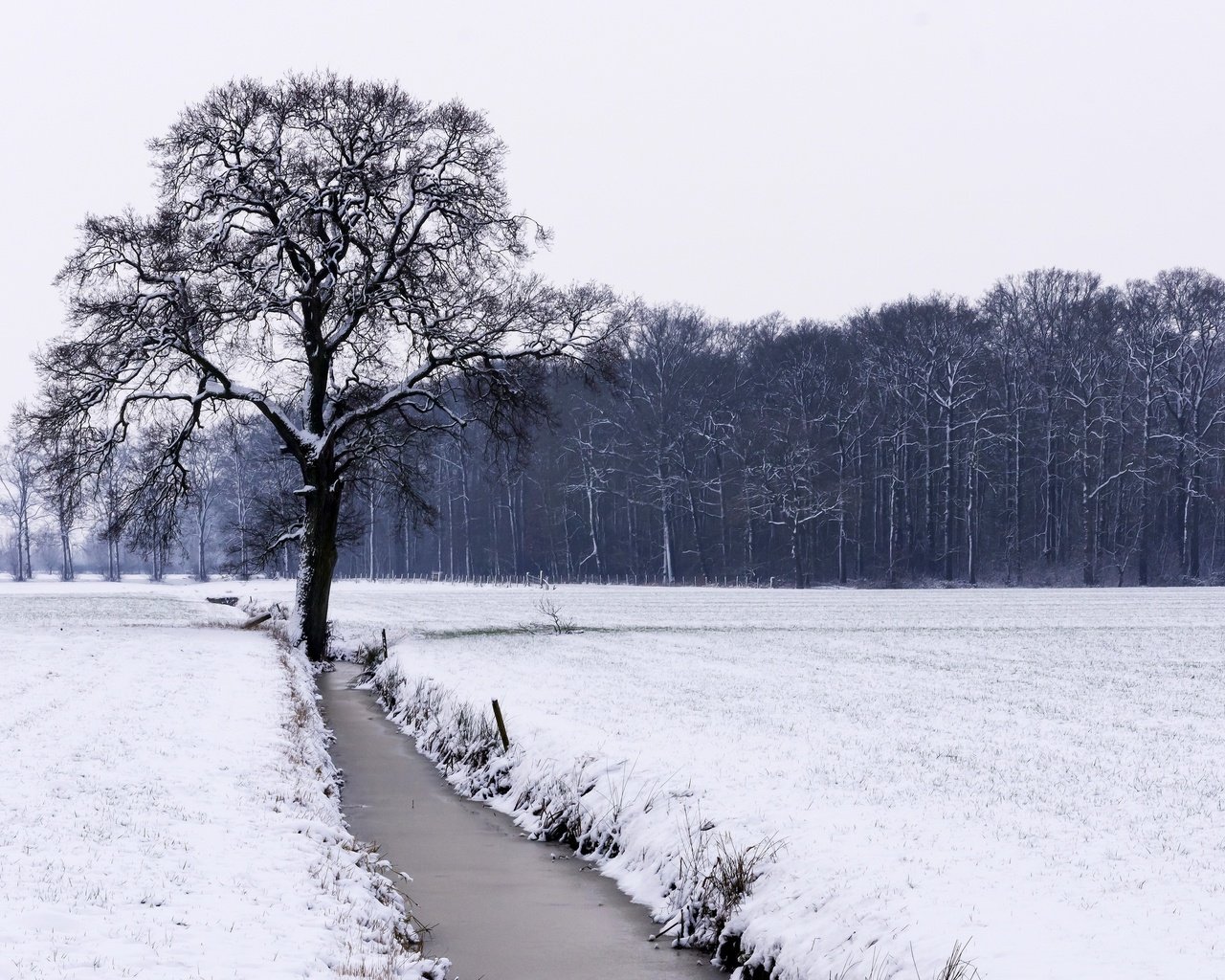 Обои река, снег, дерево, лес, зима, поле, чёрно-белое, river, snow, tree, forest, winter, field, black and white разрешение 2560x1706 Загрузить