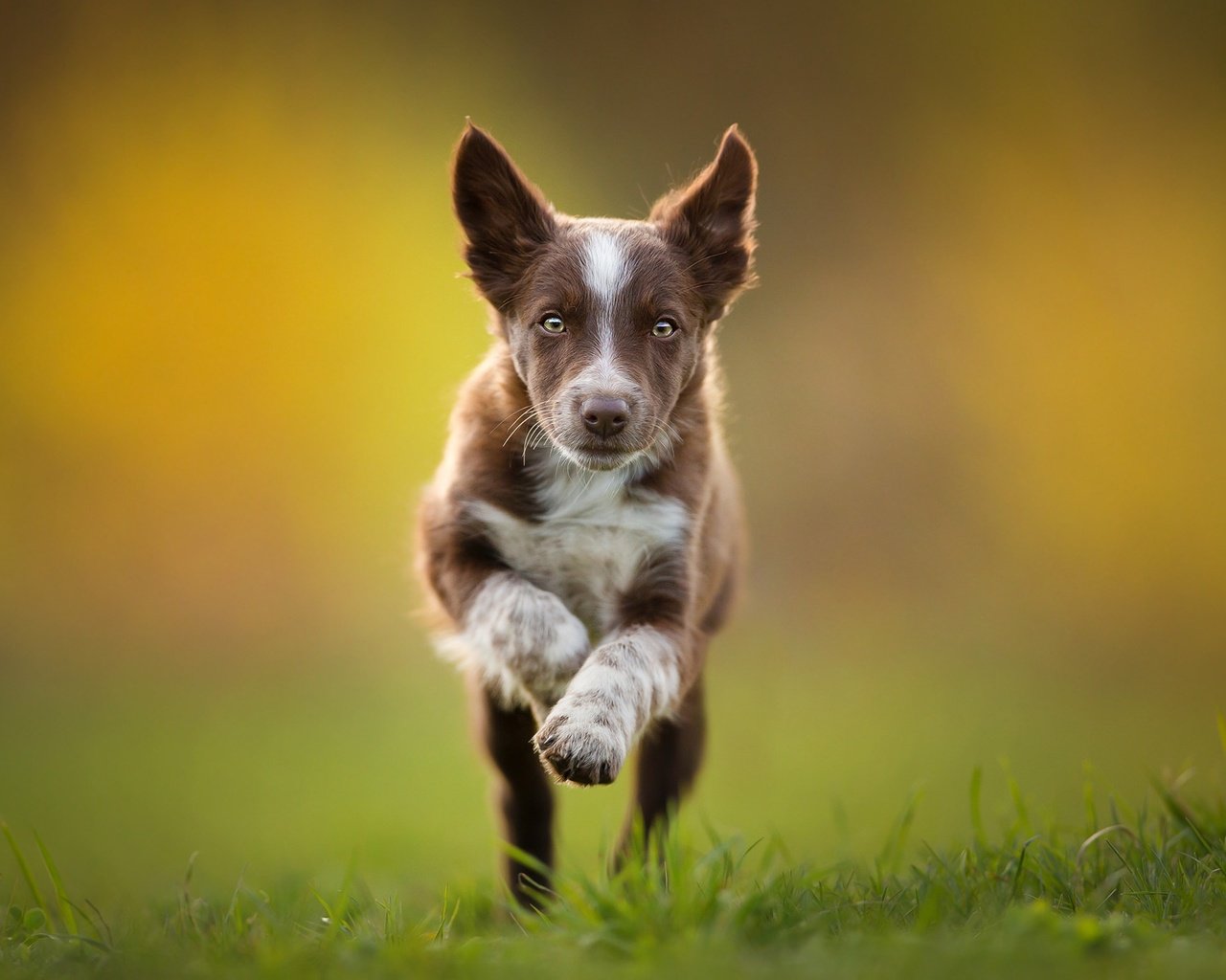 Обои щенок, бег, коричневый, бордер-колли, tissaia, puppy, running, brown, the border collie разрешение 2048x1365 Загрузить