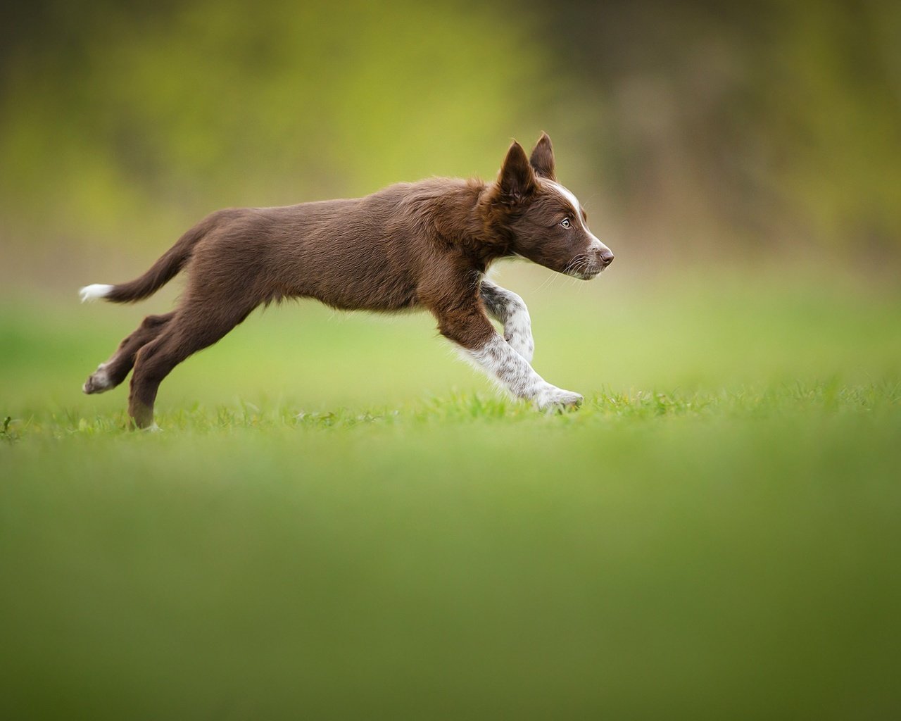 Обои щенок, травка, бег, коричневый, бордер-колли, tissaia, puppy, weed, running, brown, the border collie разрешение 2048x1365 Загрузить