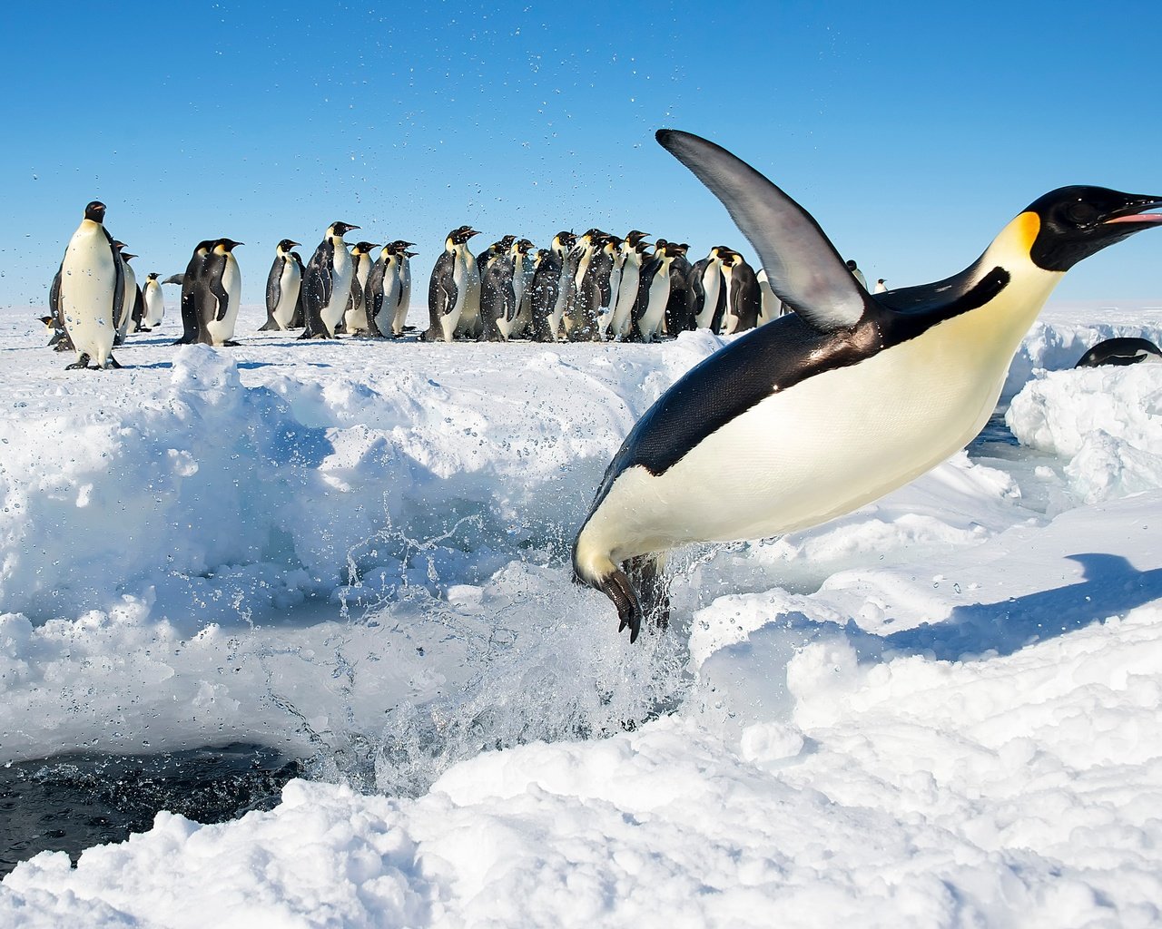 Обои снег, прыжок, птицы, антарктида, пингвины, императорский пингвин, snow, jump, birds, antarctica, penguins, emperor penguin разрешение 3989x2652 Загрузить
