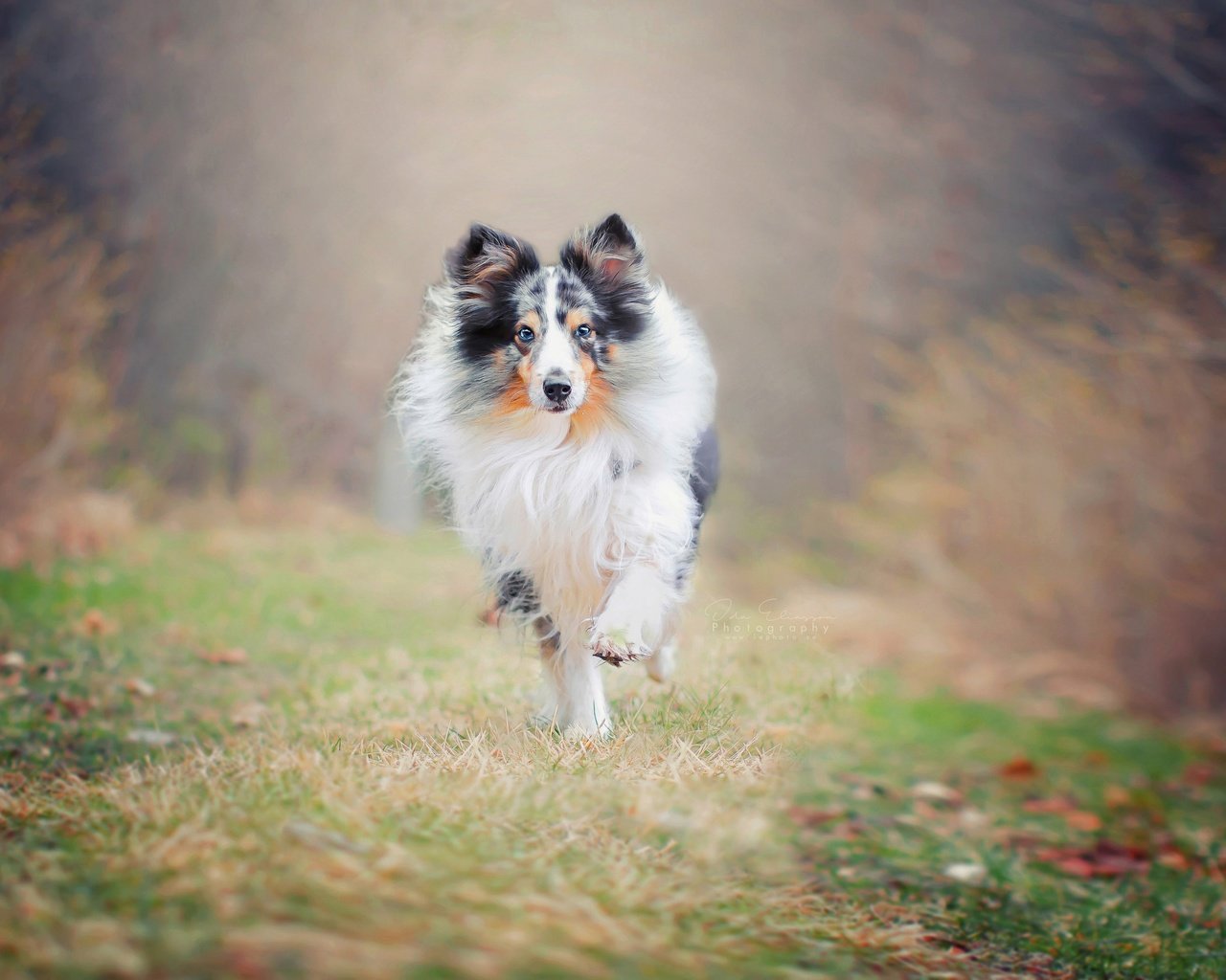 Обои природа, фон, собака, друг, бег, колли, nature, background, dog, each, running, collie разрешение 2560x1707 Загрузить