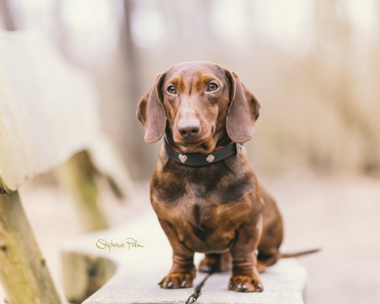 Обои глаза, мордочка, взгляд, собака, скамья, ошейник, такса, eyes, muzzle, look, dog, bench, collar, dachshund разрешение 2048x1366 Загрузить