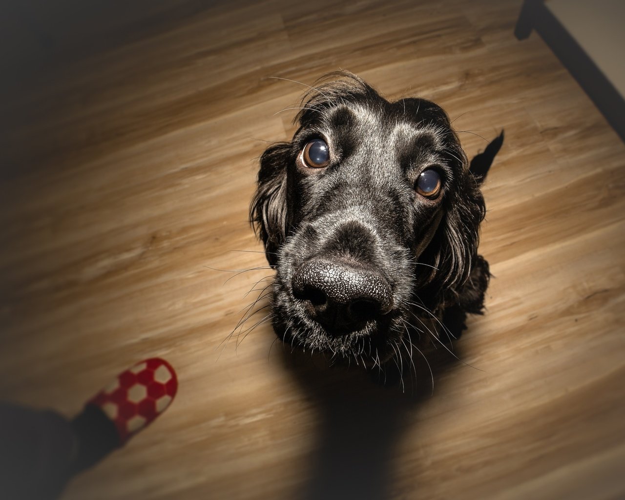 Обои глаза, мордочка, взгляд, собака, щенок, спаниель, eyes, muzzle, look, dog, puppy, spaniel разрешение 4000x2667 Загрузить