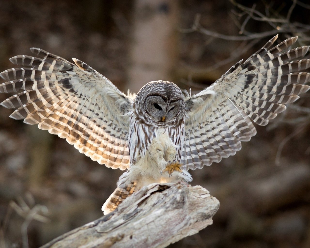 Обои сова, крылья, птица, клюв, перья, неясыть, хищная птица, owl, wings, bird, beak, feathers, bird of prey разрешение 2048x1339 Загрузить