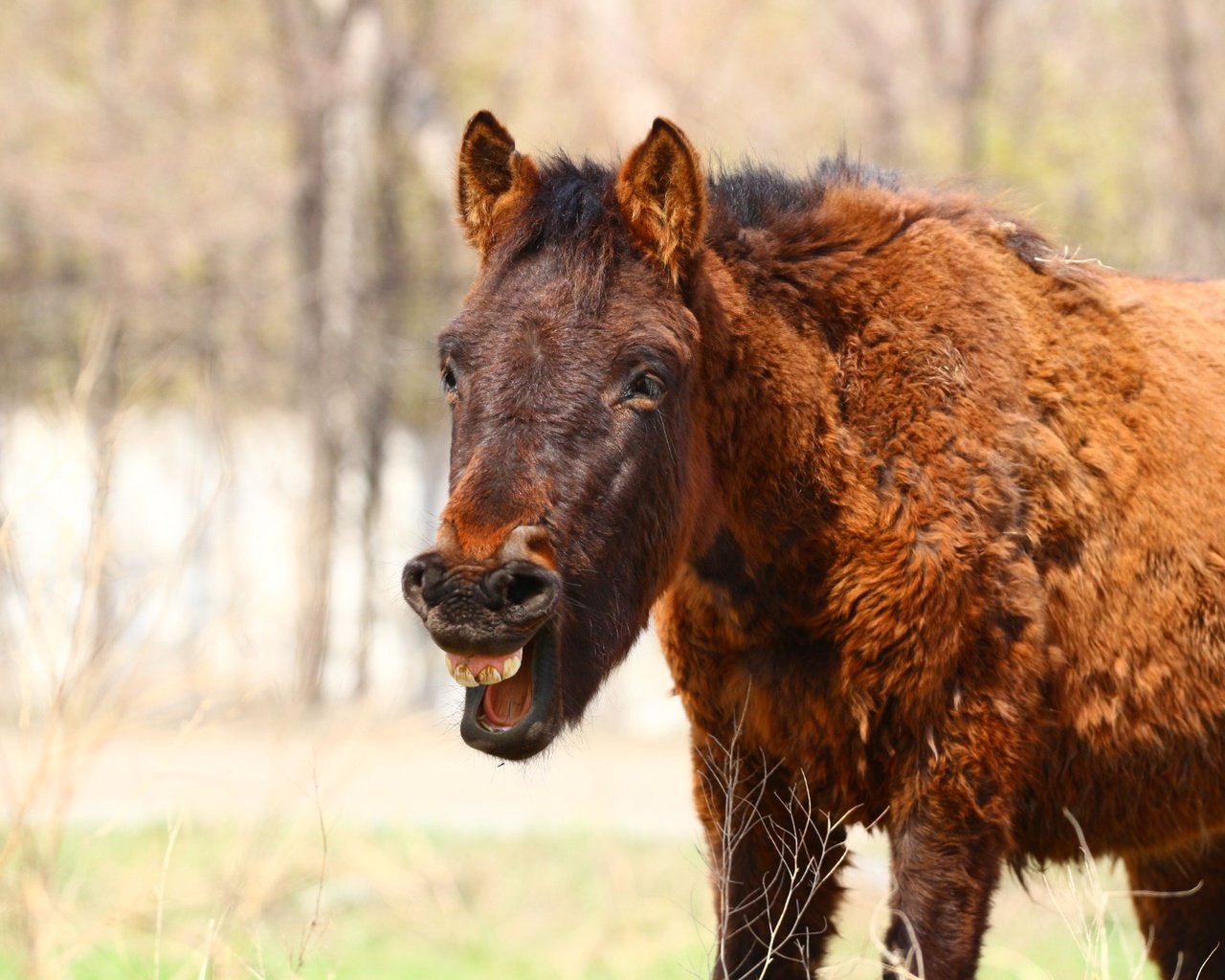 Обои лошадь, конь, степь, смех, жеребенок, horse, the steppe, laughter, foal разрешение 1920x1280 Загрузить