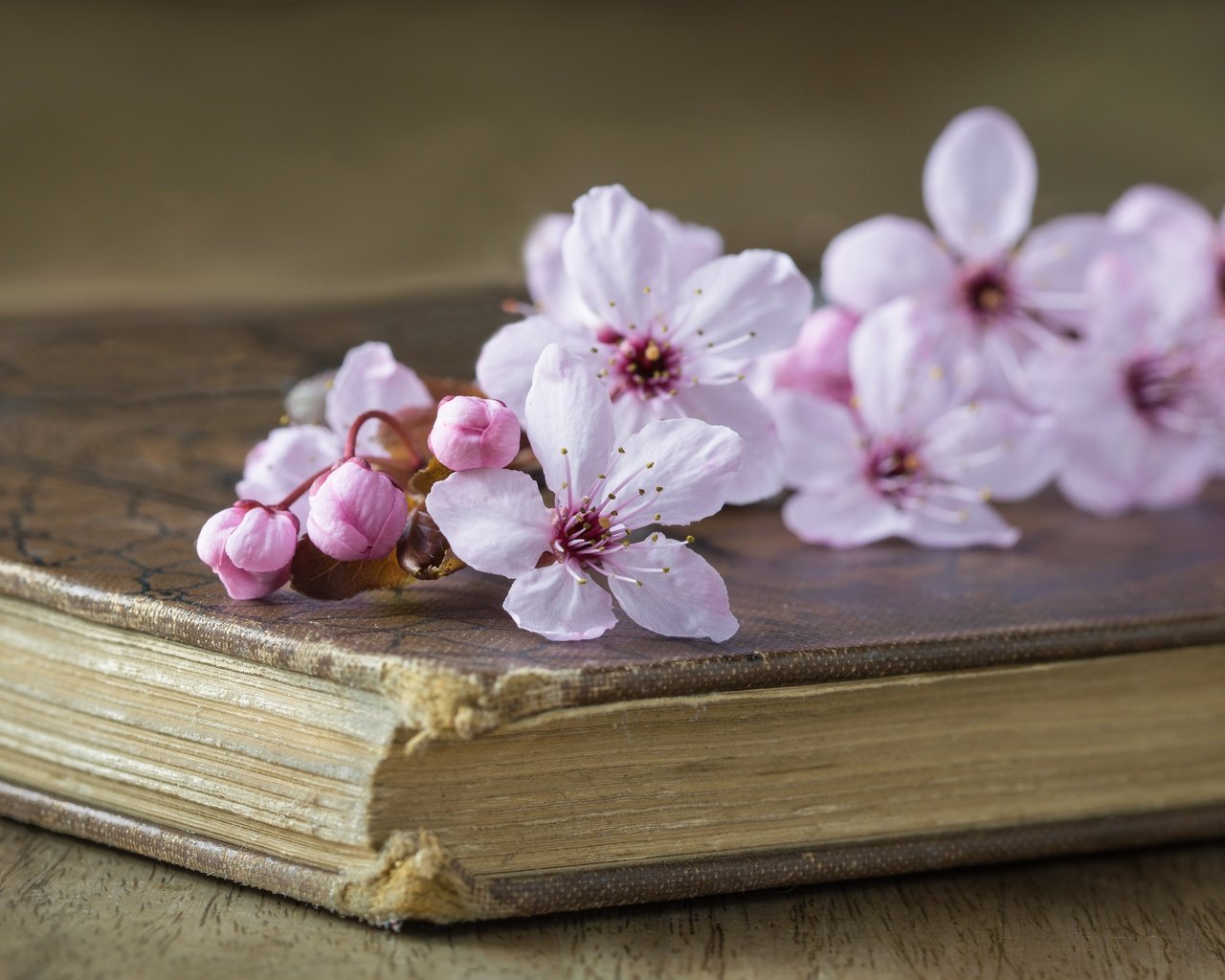 Обои стиль, вишня, книга, цветки, style, cherry, book, flowers разрешение 5493x3652 Загрузить