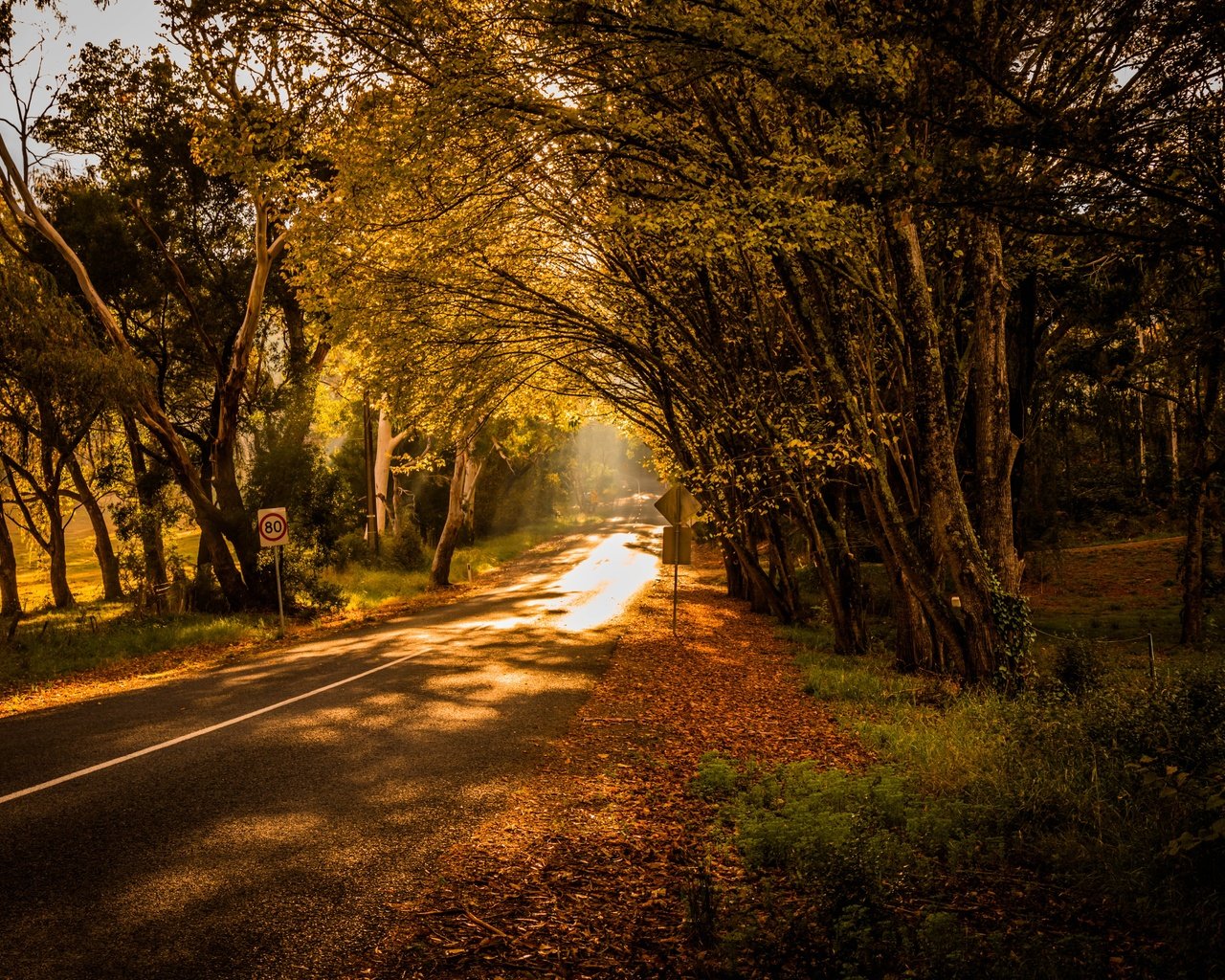 Обои свет, дорога, деревья, природа, light, road, trees, nature разрешение 6000x4000 Загрузить