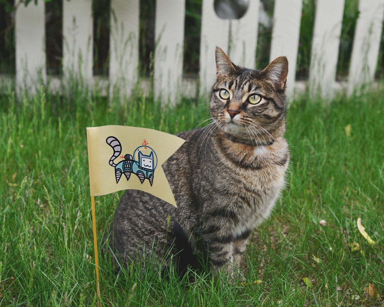 Обои глаза, трава, кот, усы, кошка, взгляд, забор, флаг, eyes, grass, cat, mustache, look, the fence, flag разрешение 7360x4912 Загрузить