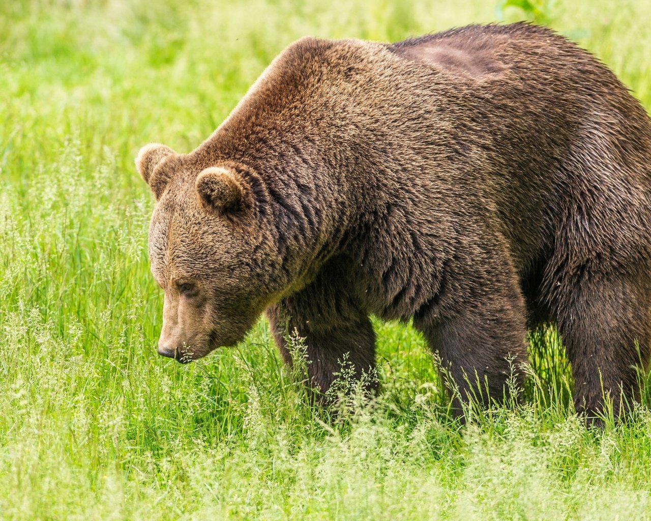 Обои трава, зелень, поле, медведь, бурый медведь, grass, greens, field, bear, brown bear разрешение 3240x2000 Загрузить