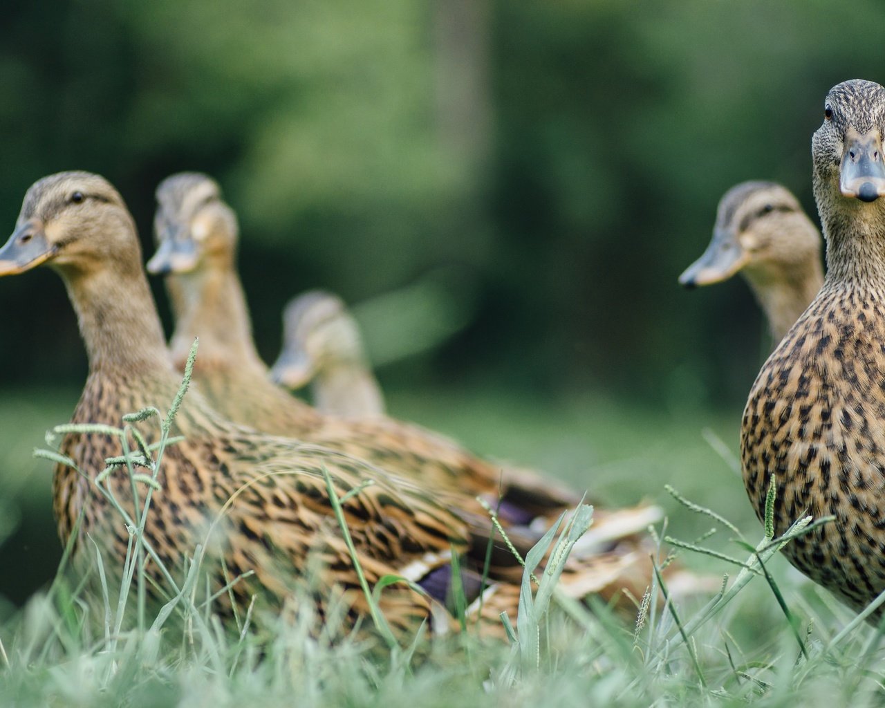 Обои трава, птицы, перья, утки, grass, birds, feathers, duck разрешение 2048x1365 Загрузить