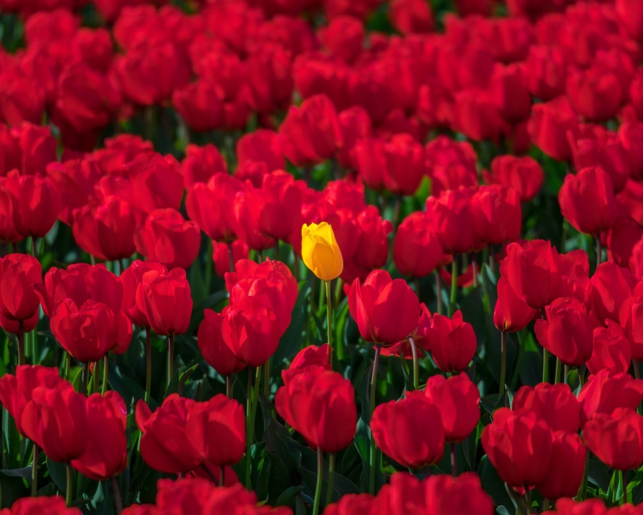 Обои цветы, весна, тюльпаны, много, красные тюльпаны, желтый тюльпан, flowers, spring, tulips, a lot, red tulips, yellow tulip разрешение 2048x1365 Загрузить