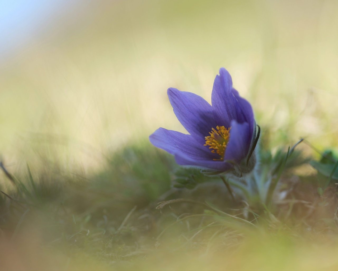 Обои цветок, весна, анемон, сон-трава, прострел, flower, spring, anemone, sleep-grass, cross разрешение 2048x1365 Загрузить