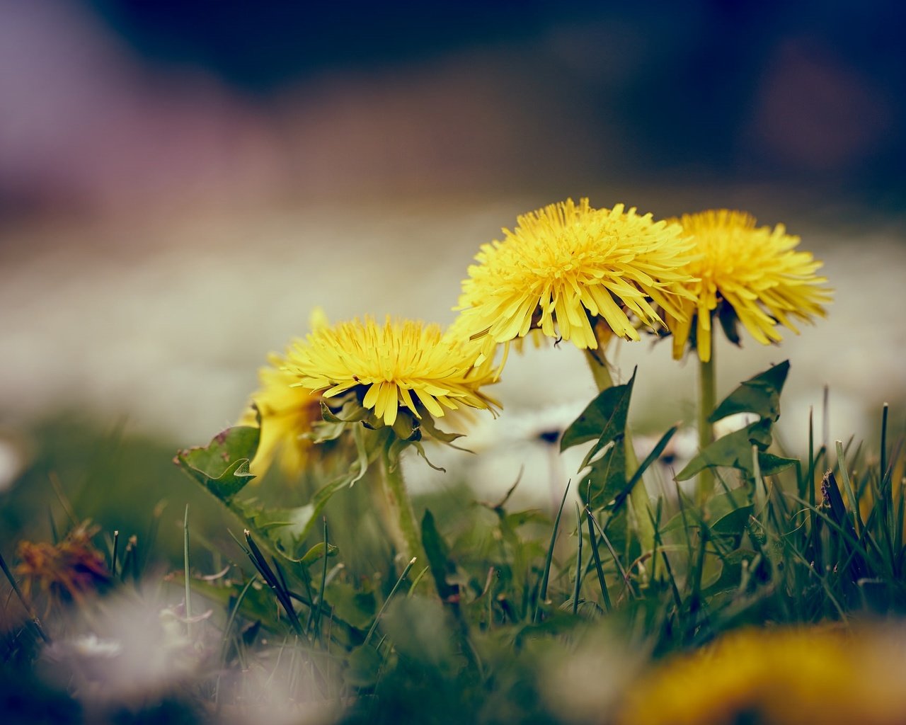 Обои цветы, трава, весна, одуванчики, желтые, flowers, grass, spring, dandelions, yellow разрешение 2048x1365 Загрузить