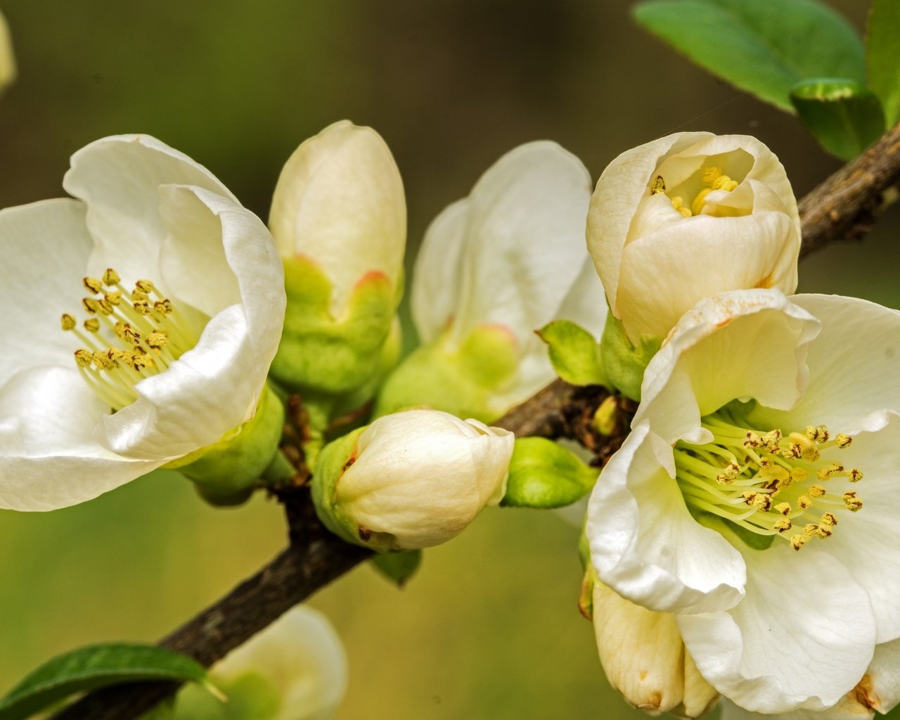 Обои ветка, природа, цветение, макро, фон, весна, branch, nature, flowering, macro, background, spring разрешение 2048x1362 Загрузить