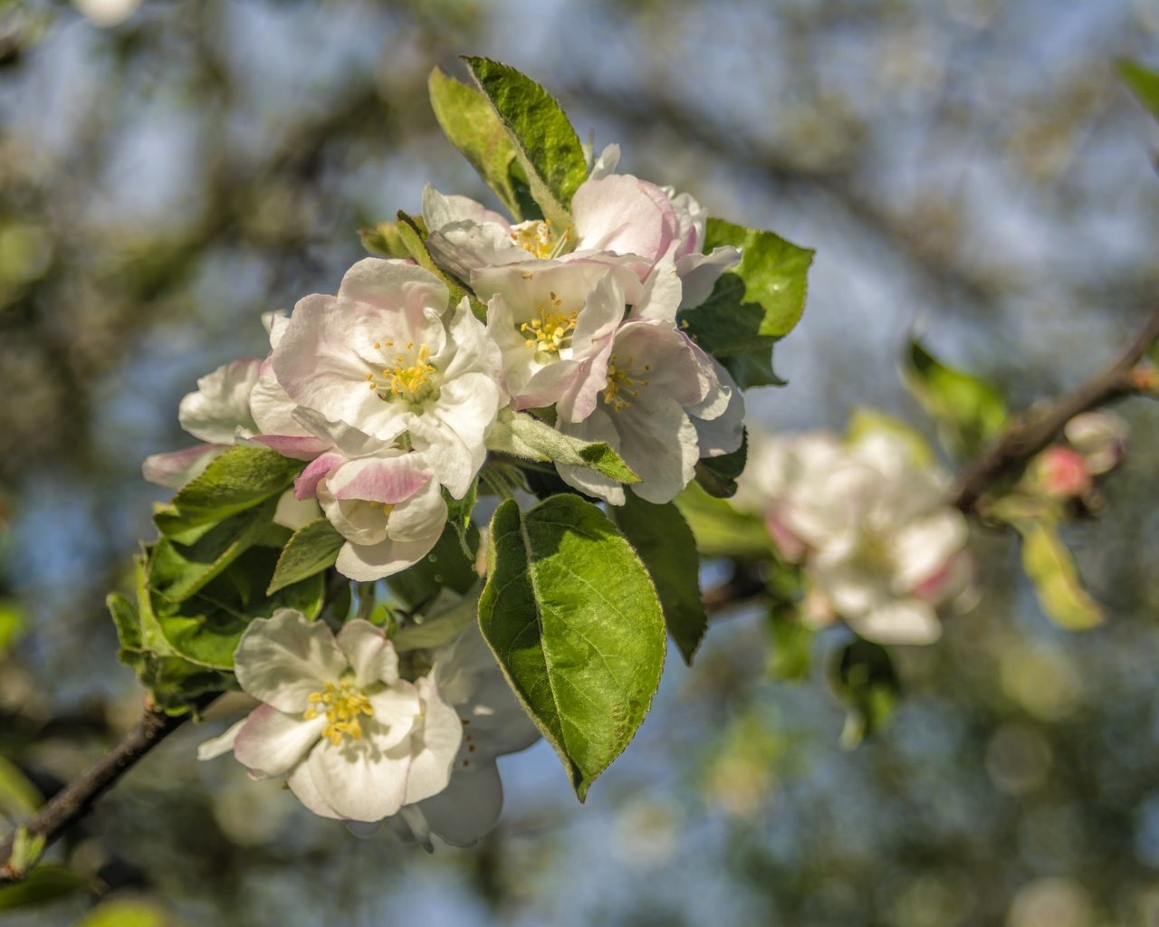 Обои ветка, цветение, весна, яблоня, branch, flowering, spring, apple разрешение 2048x1365 Загрузить