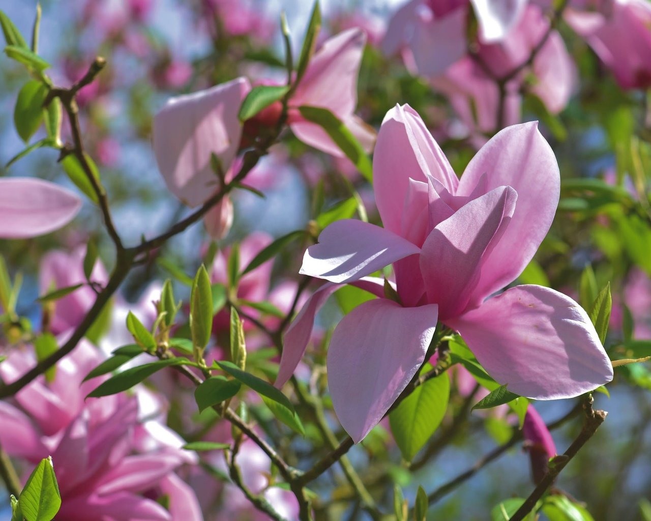 Обои цветение, ветки, весна, розовая, магнолия, flowering, branches, spring, pink, magnolia разрешение 2048x1367 Загрузить