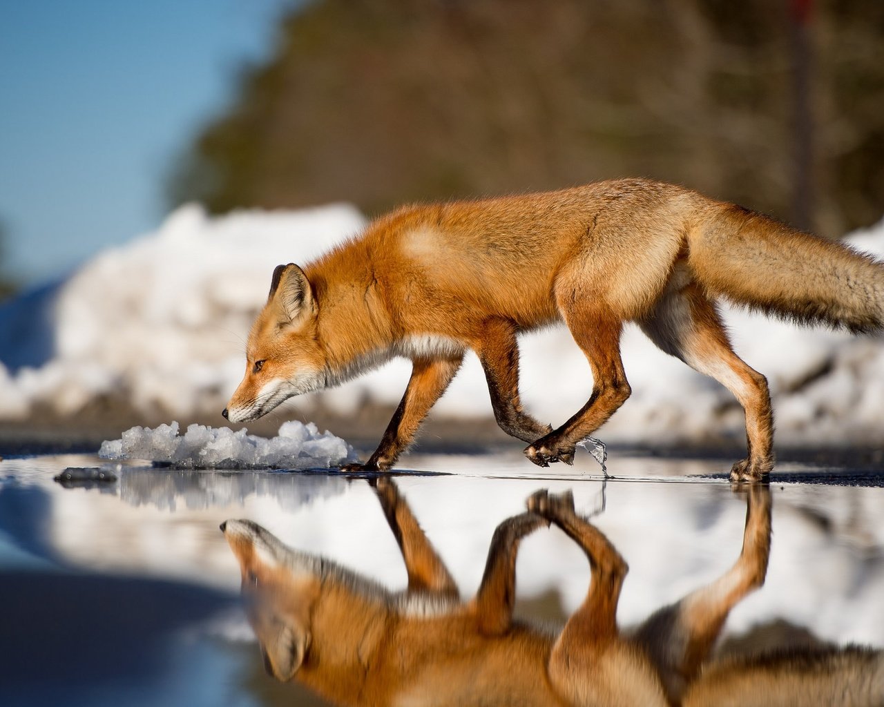 Обои вода, зима, отражение, лиса, лисица, животное, хвост, water, winter, reflection, fox, animal, tail разрешение 2048x1363 Загрузить