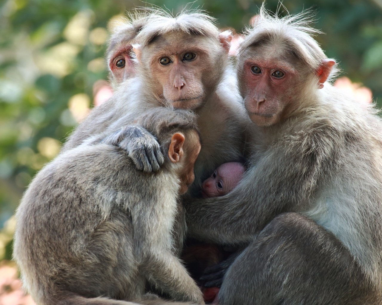 Обои взгляд, семья, детеныш, обезьяны, японские макаки, sujesh sm, look, family, cub, monkey, japanese macaque разрешение 2554x1600 Загрузить