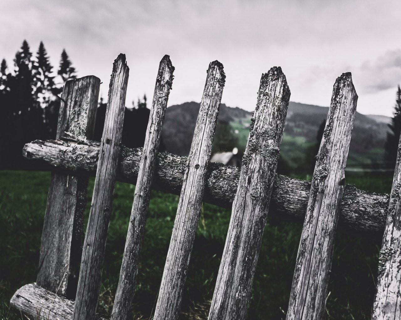 Обои деревья, природа, фон, забор, cornelia pavlyshyn, штакетник, trees, nature, background, the fence, fence разрешение 2560x1686 Загрузить