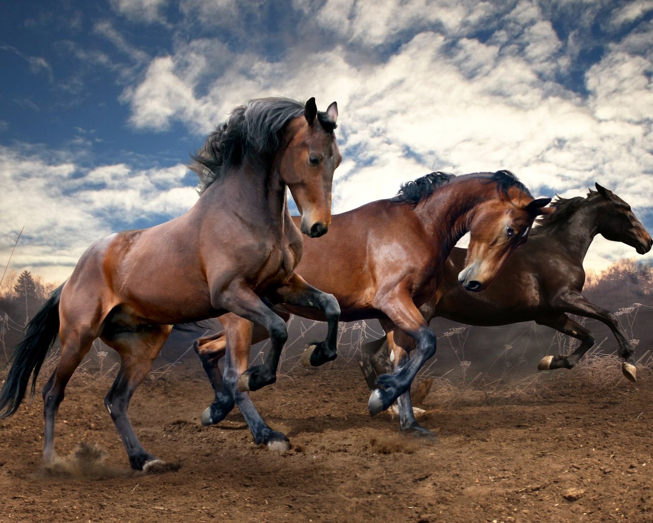 Обои небо, облака, земля, поле, лошади, кони, бег, the sky, clouds, earth, field, horse, horses, running разрешение 2560x1600 Загрузить