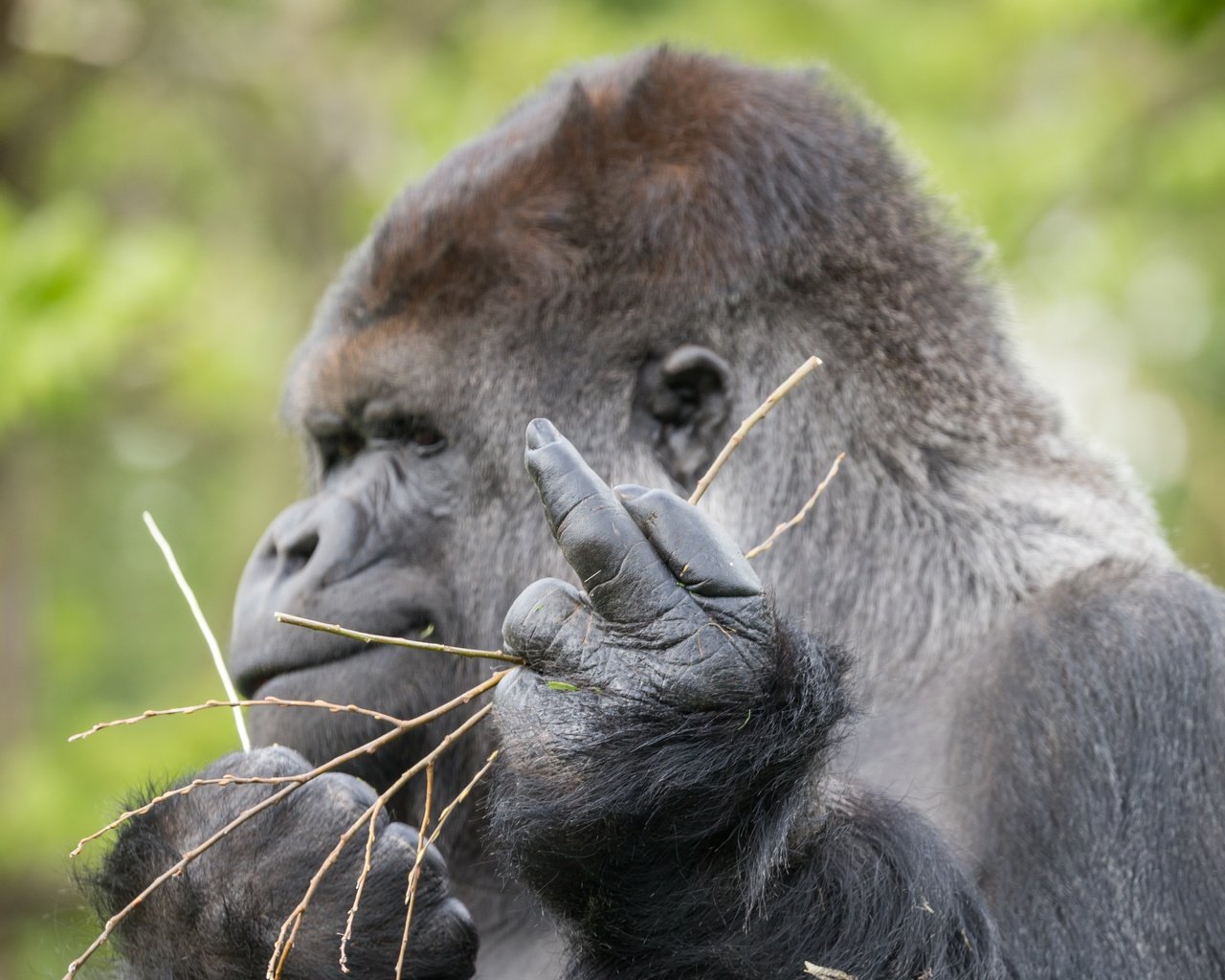 Обои профиль, знак, обезьяна, жест, горилла, примат, profile, sign, monkey, gesture, gorilla, the primacy of разрешение 5184x3456 Загрузить