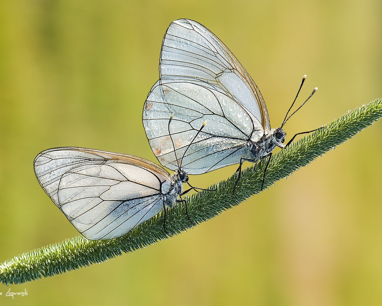 Обои трава, природа, фон, насекомые, пара, бабочки, davide lopresti, боярышница, grass, nature, background, insects, pair, butterfly, the aporia crataegi разрешение 2000x1333 Загрузить