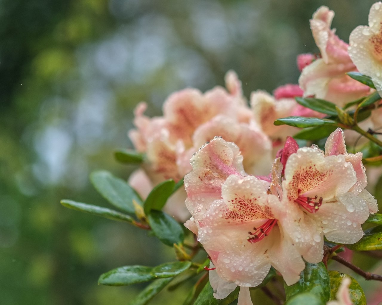 Обои цветы, рододендрон, вода, листья, капли, лепестки, куст, боке, азалия, flowers, rhododendron, water, leaves, drops, petals, bush, bokeh, azalea разрешение 3606x2080 Загрузить