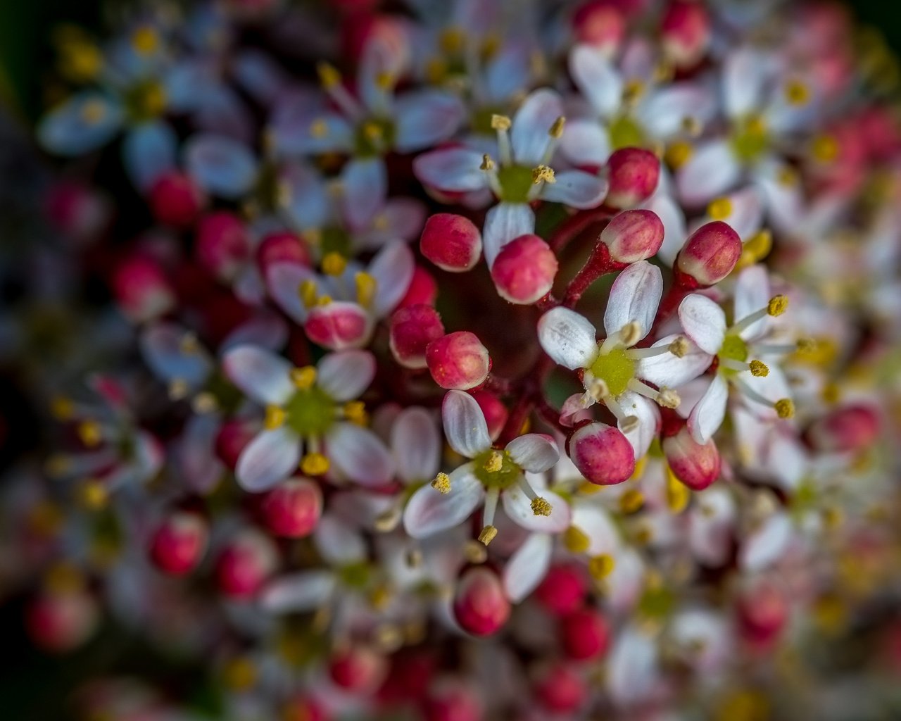 Обои цветы, природа, цветение, фон, весна, flowers, nature, flowering, background, spring разрешение 4896x2760 Загрузить