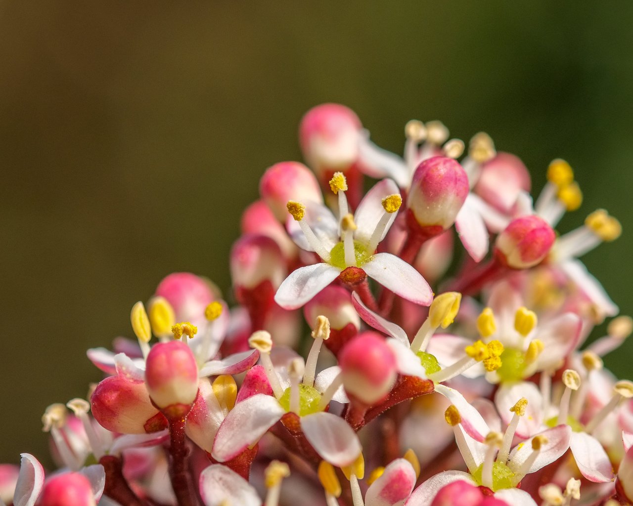 Обои природа, цветение, фон, весна, соцветие, jazzmatica, nature, flowering, background, spring, inflorescence разрешение 4896x2760 Загрузить