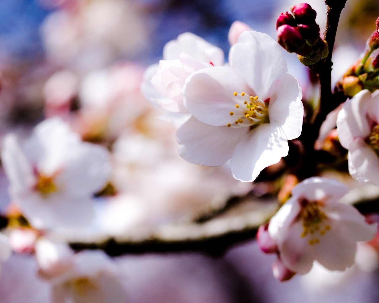 Обои цветы, ветка, природа, цветение, весна, яблоня, боке, flowers, branch, nature, flowering, spring, apple, bokeh разрешение 3648x2223 Загрузить